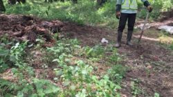 PTPN IV Regional I Buka Suara Soal Dugaan Pupuk Dibuang di Kebun Torgamba