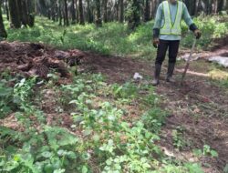 PTPN IV Regional I Buka Suara Soal Dugaan Pupuk Dibuang di Kebun Torgamba